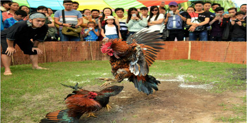 Đá gà Philippines là trò chơi giải trí và cá cược hợp pháp tại quốc gia này