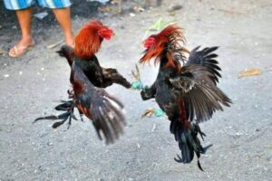 AEV99 Đá gà Philippines hấp dẫn với siêu trả thưởng